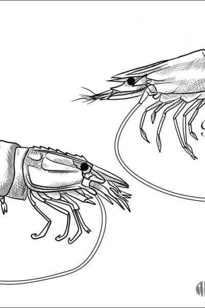 Prawn vs Shrimp Illustration
